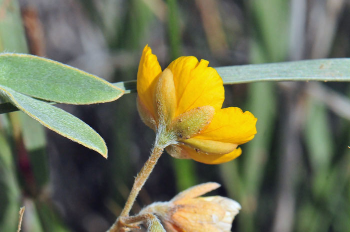 Twinleaf Senna flowers are in open clusters on short stalks as shown here. Most of the plant is covered with soft hairs (tomentose).  Senna bauhinioides